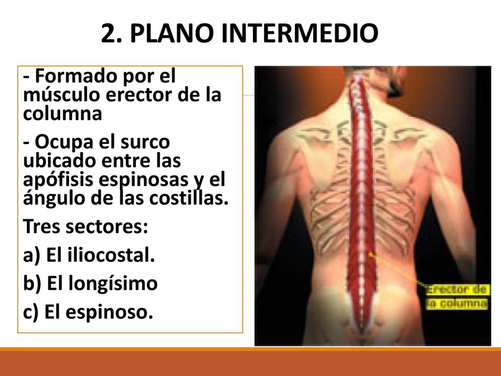 2. PLANO INTERMEDIO - Formado por el músculo erector de la columna