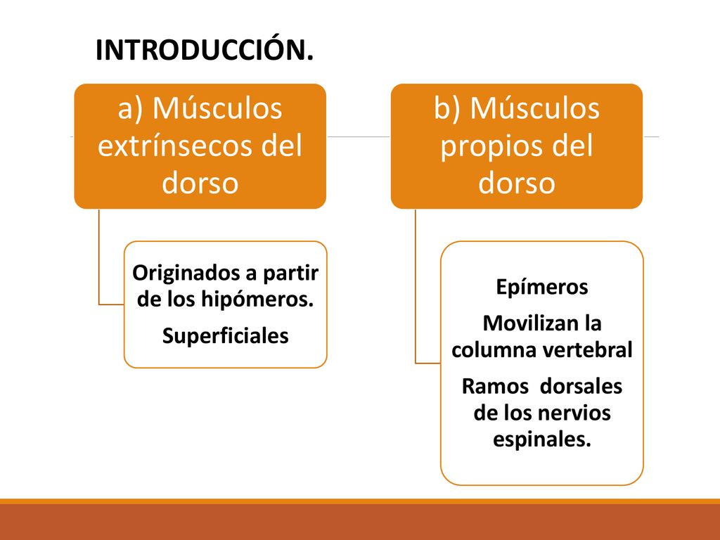 a) Músculos extrínsecos del dorso b) Músculos propios del dorso