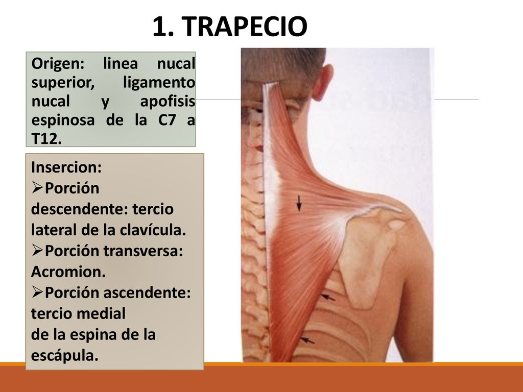 1. TRAPECIO Origen: linea nucal superior, ligamento nucal y apofisis espinosa de la C7 a T12.