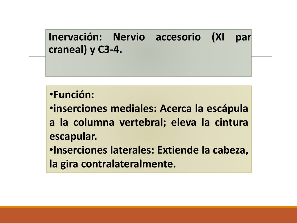 Inervación: Nervio accesorio (XI par craneal) y C3-4.