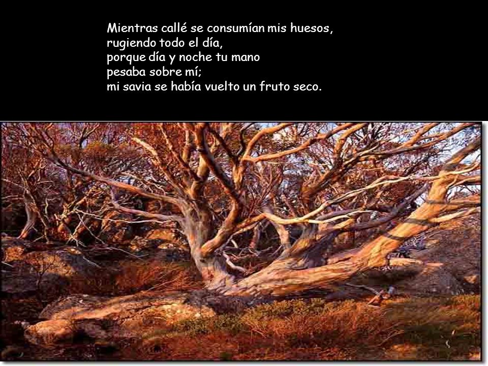 Mientras callé se consumían mis huesos, rugiendo todo el día, porque día y noche tu mano pesaba sobre mí; mi savia se había vuelto un fruto seco.