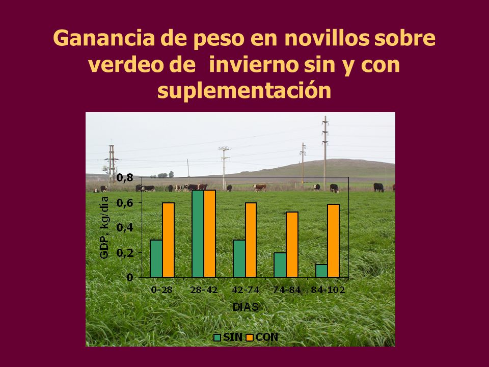 Ganancia de peso en novillos sobre verdeo de invierno sin y con suplementación
