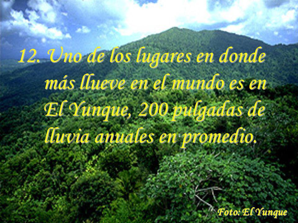 12. Uno de los lugares en donde más llueve en el mundo es en El Yunque, 200 pulgadas de lluvia anuales en promedio.