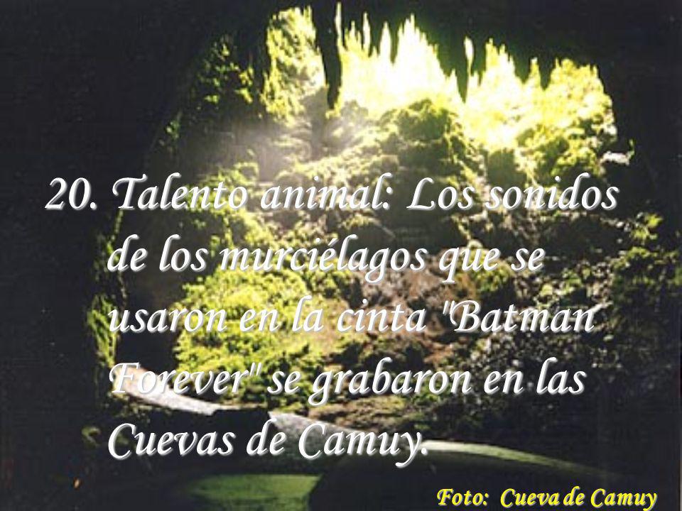 20. Talento animal: Los sonidos de los murciélagos que se usaron en la cinta Batman Forever se grabaron en las Cuevas de Camuy.