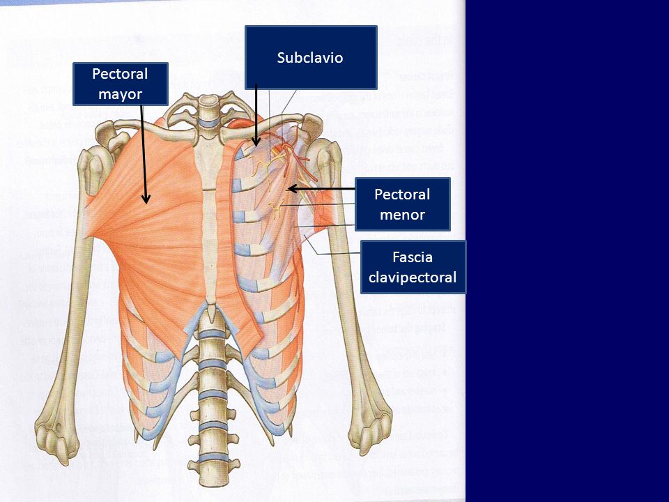 Subclavio Pectoral mayor Pectoral menor Fascia clavipectoral
