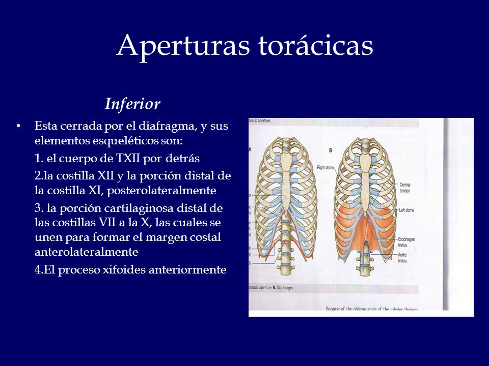 Aperturas torácicas Inferior