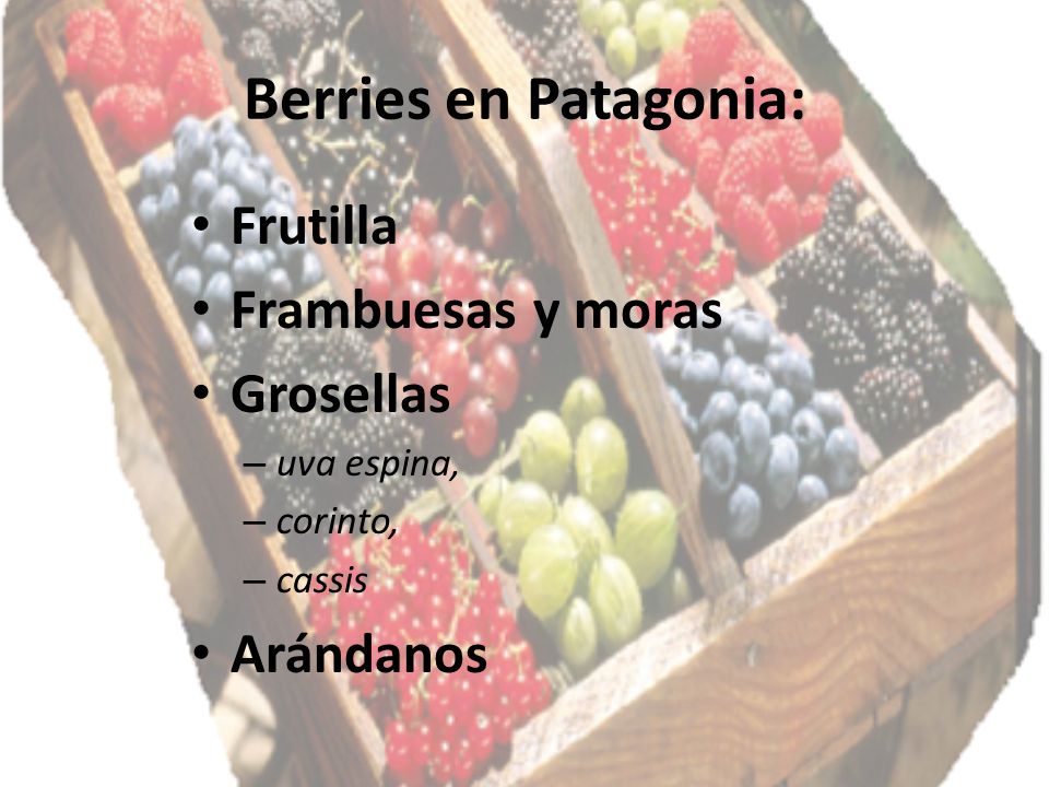Berries en Patagonia: Frutilla Frambuesas y moras Grosellas Arándanos