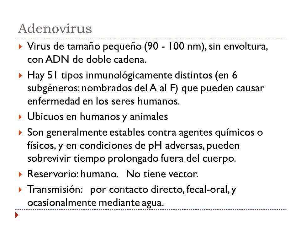 Adenovirus Virus de tamaño pequeño ( nm), sin envoltura, con ADN de doble cadena.