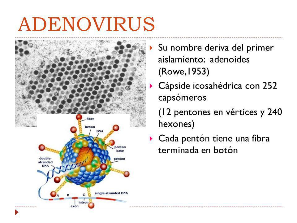 ADENOVIRUS Su nombre deriva del primer aislamiento: adenoides (Rowe,1953) Cápside icosahédrica con 252 capsómeros.