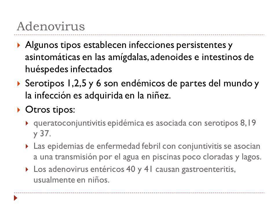 Adenovirus Algunos tipos establecen infecciones persistentes y asintomáticas en las amígdalas, adenoides e intestinos de huéspedes infectados.