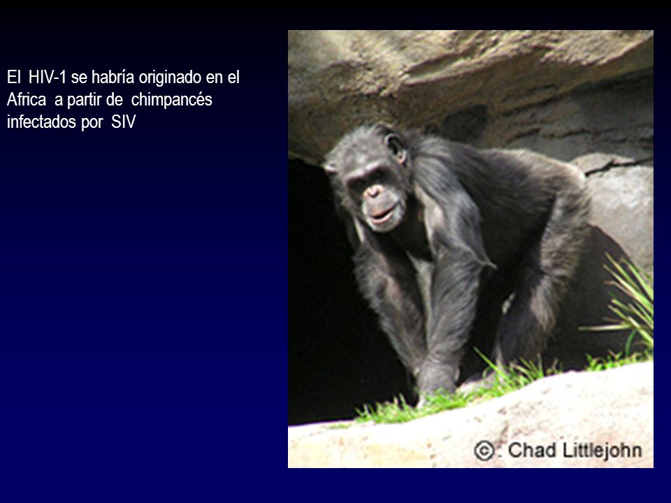 El HIV-1 se habría originado en el Africa a partir de chimpancés infectados por SIV