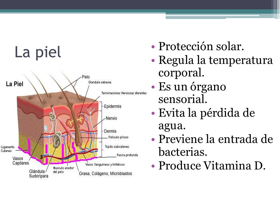 La piel Protección solar. Regula la temperatura corporal.
