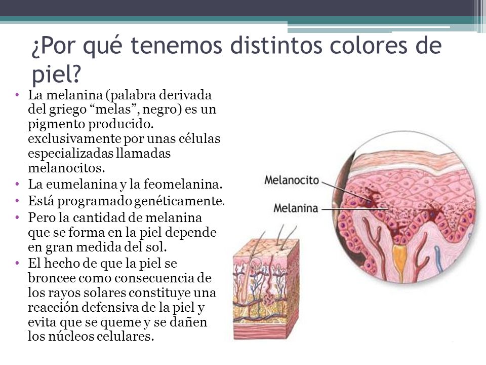 ¿Por qué tenemos distintos colores de piel