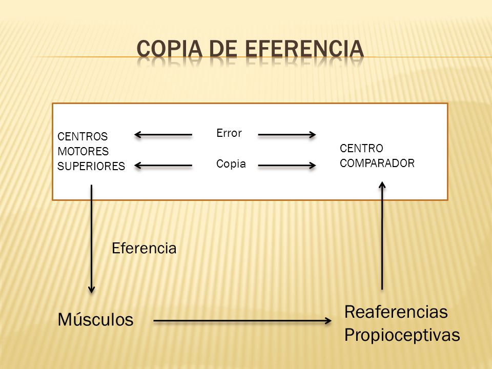 Copia de eferencia Reaferencias Músculos Propioceptivas Eferencia