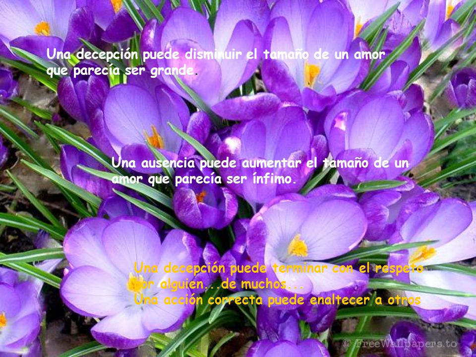 Una decepción puede disminuir el tamaño de un amor que parecía ser grande.