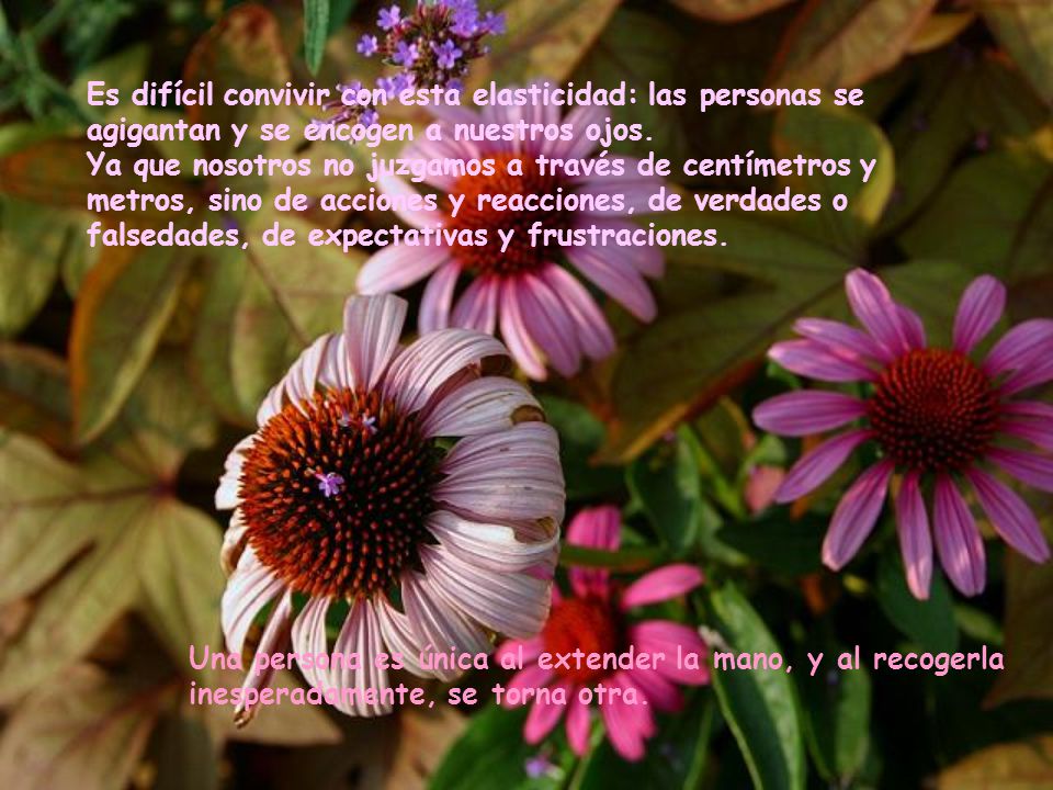 Es difícil convivir con esta elasticidad: las personas se agigantan y se encogen a nuestros ojos.