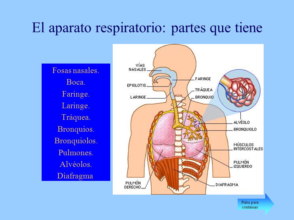 El aparato respiratorio: partes que tiene