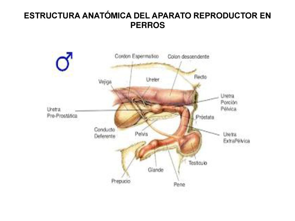 SISTEMA REPRODUCTOR El sistema reproductor en los mamíferos, constituido por órganos que están encargados de la perpetuación de las especies y de. - ppt
