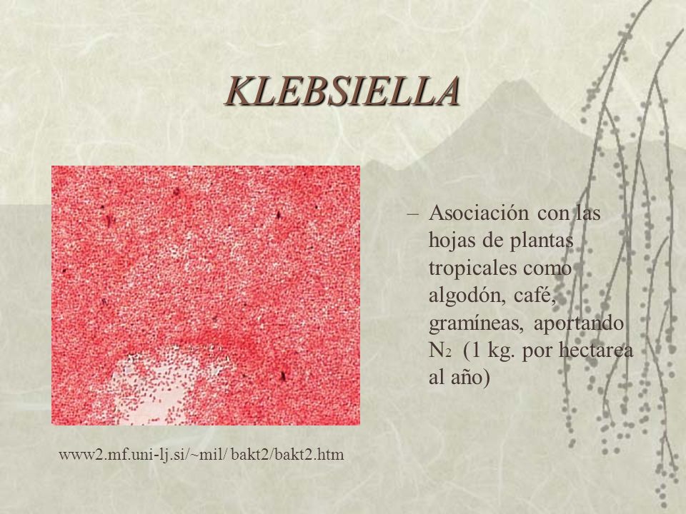 KLEBSIELLA Asociación con las hojas de plantas tropicales como algodón, café, gramíneas, aportando N2 (1 kg. por hectarea al año)