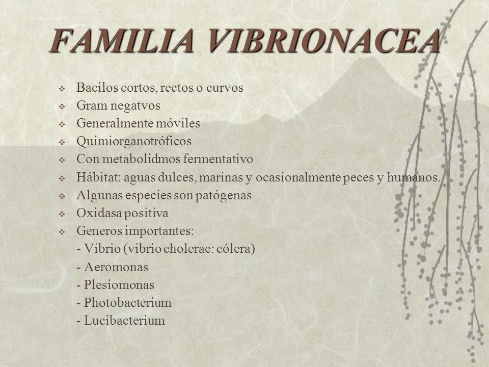 FAMILIA VIBRIONACEA Bacilos cortos, rectos o curvos Gram negatvos