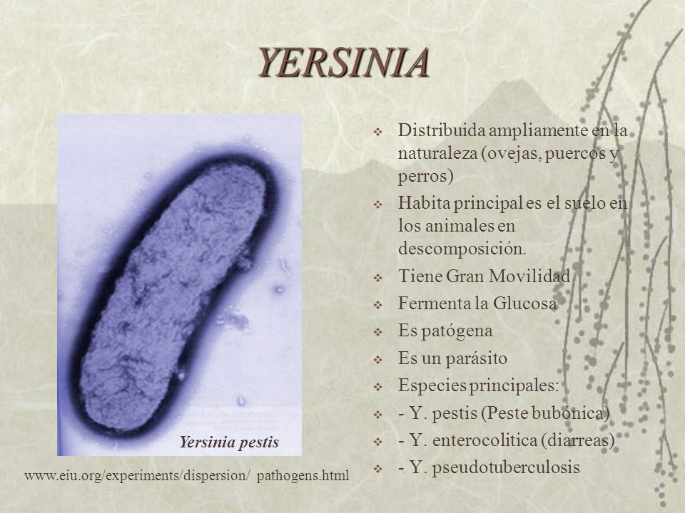 YERSINIA Distribuida ampliamente en la naturaleza (ovejas, puercos y perros) Habita principal es el suelo en los animales en descomposición.