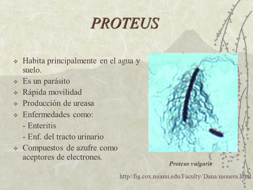 PROTEUS Habita principalmente en el agua y suelo. Es un parásito