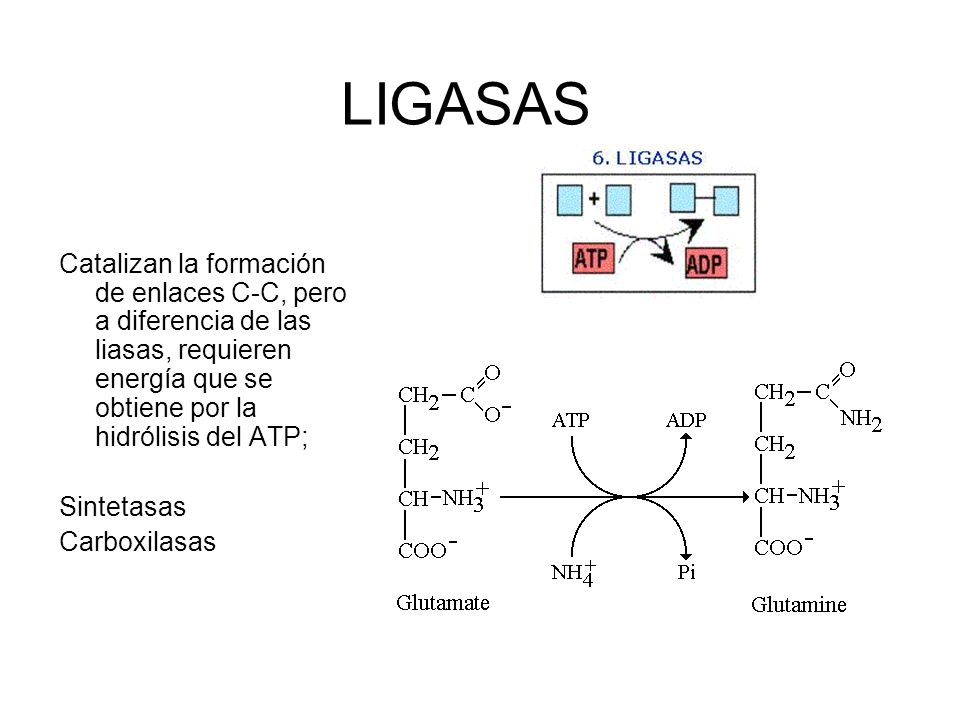 LIGASAS Catalizan la formación de enlaces C-C, pero a diferencia de las liasas, requieren energía que se obtiene por la hidrólisis del ATP;