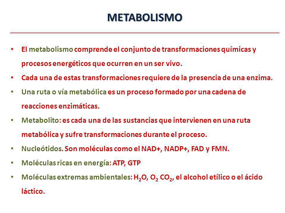 METABOLISMO El metabolismo comprende el conjunto de transformaciones químicas y procesos energéticos que ocurren en un ser vivo.