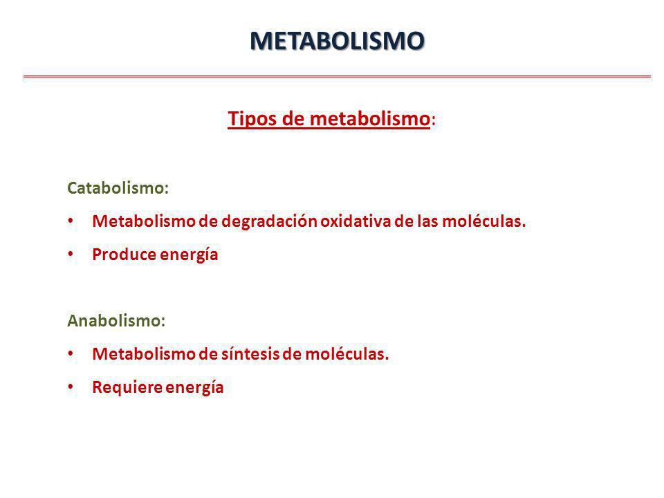 METABOLISMO Tipos de metabolismo: Catabolismo: