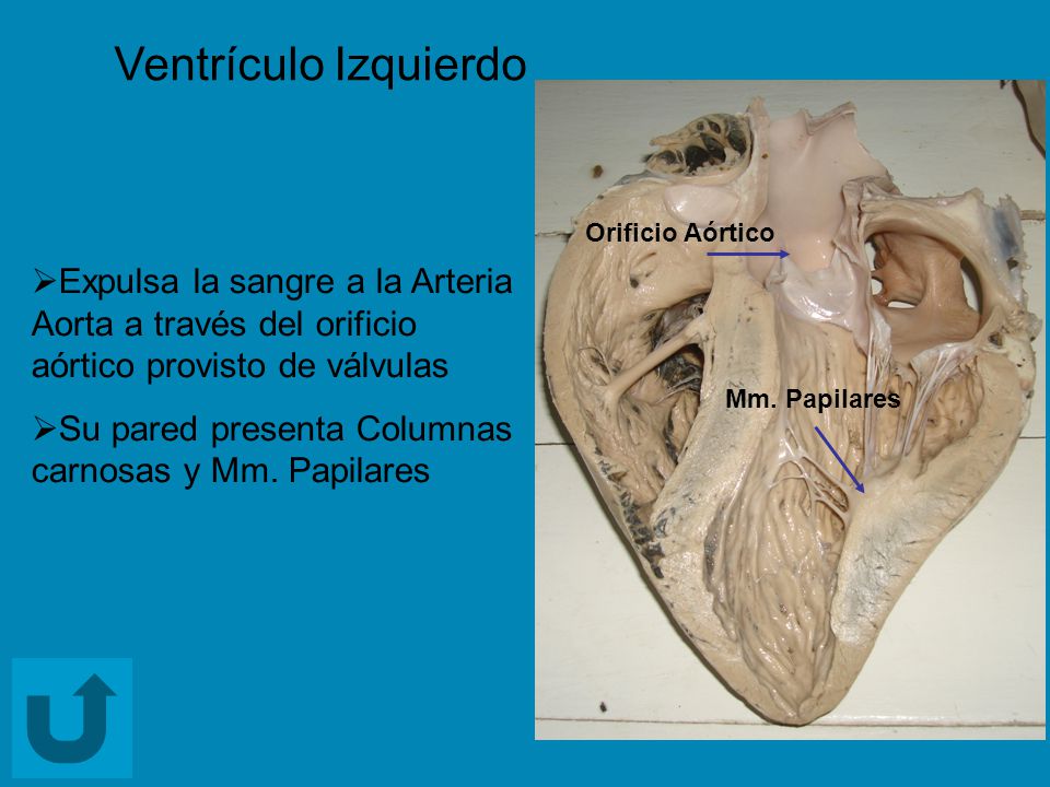 Ventrículo Izquierdo Orificio Aórtico. Expulsa la sangre a la Arteria Aorta a través del orificio aórtico provisto de válvulas.
