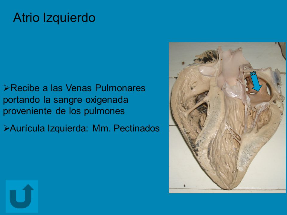 Atrio Izquierdo Recibe a las Venas Pulmonares portando la sangre oxigenada proveniente de los pulmones.