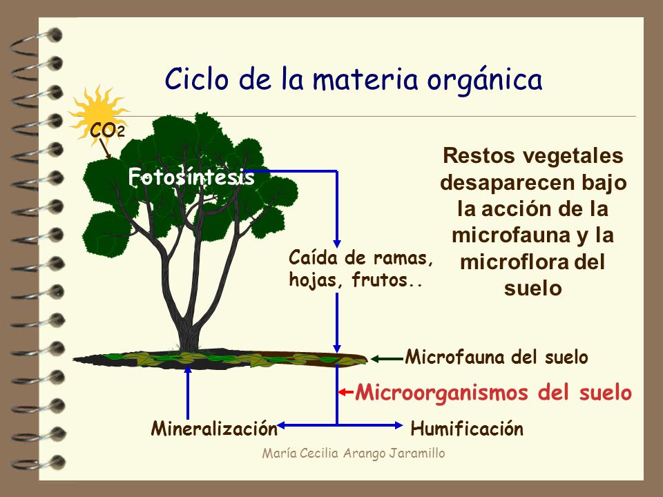 Ciclo de la materia orgánica