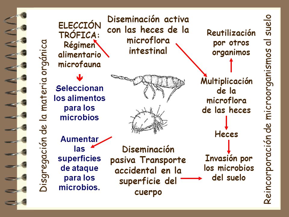 Diseminación activa con las heces de la microflora intestinal