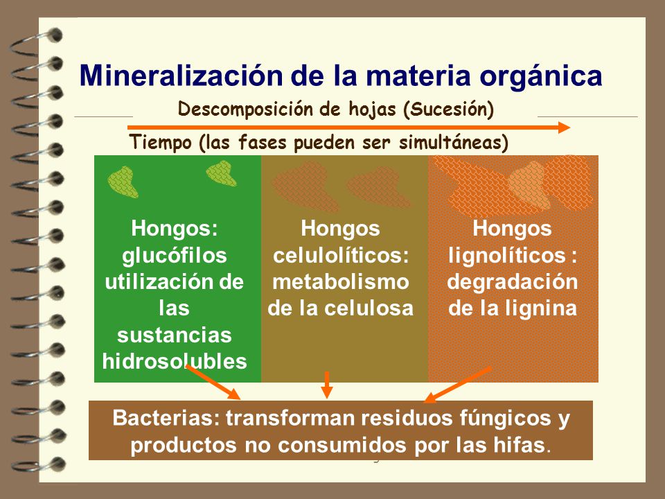 Mineralización de la materia orgánica