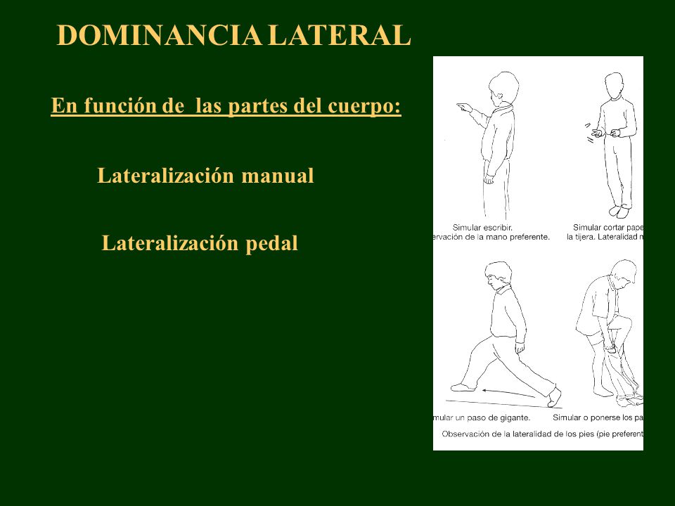 DOMINANCIA LATERAL En función de las partes del cuerpo:
