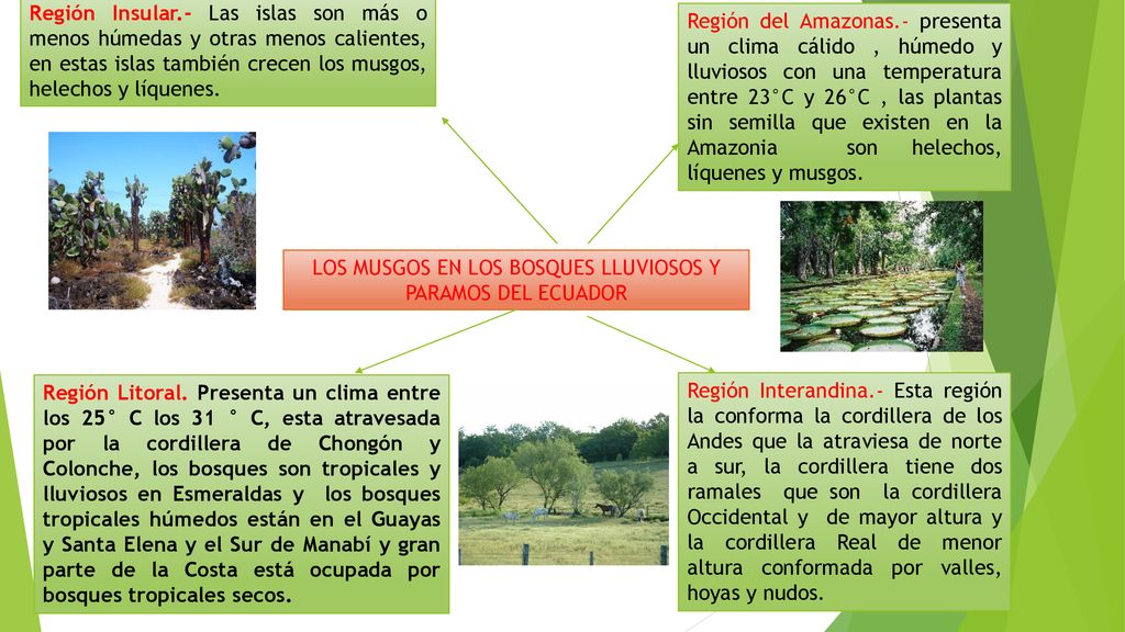 LOS MUSGOS EN LOS BOSQUES LLUVIOSOS Y PARAMOS DEL ECUADOR