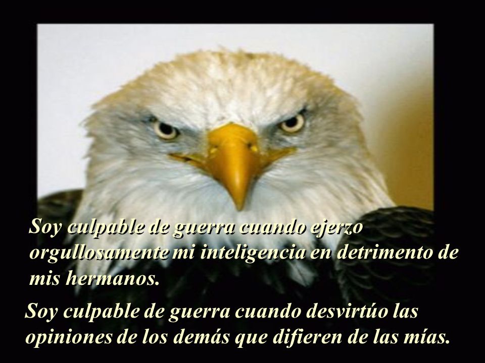 Soy culpable de guerra cuando ejerzo orgullosamente mi inteligencia en detrimento de mis hermanos.