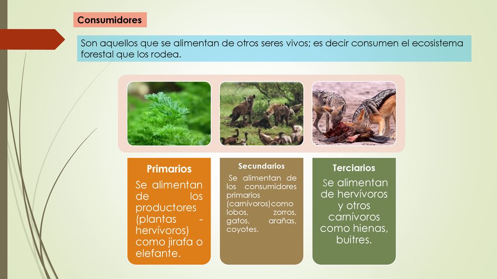 Se alimentan de hervívoros y otros carnívoros como hienas, buitres.
