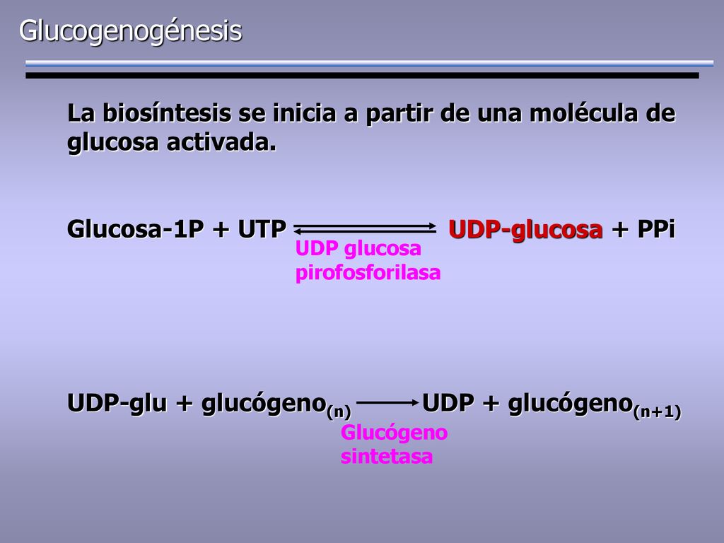 Glucogenogénesis La biosíntesis se inicia a partir de una molécula de glucosa activada. Glucosa-1P + UTP UDP-glucosa + PPi.