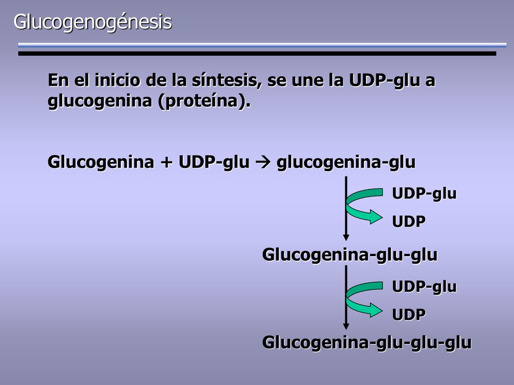 Glucogenogénesis En el inicio de la síntesis, se une la UDP-glu a glucogenina (proteína). Glucogenina + UDP-glu  glucogenina-glu.