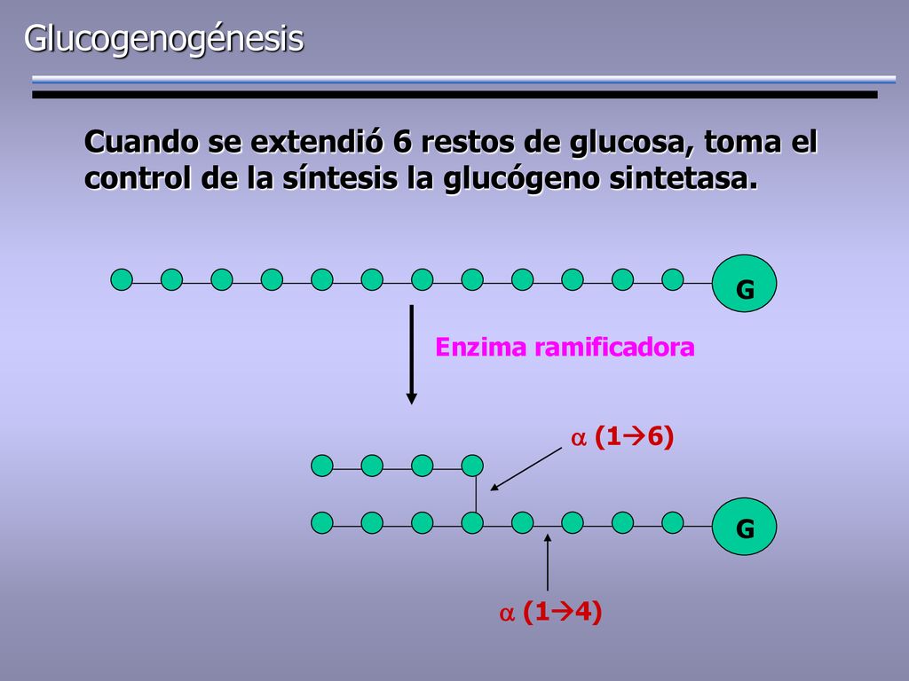 Glucogenogénesis Cuando se extendió 6 restos de glucosa, toma el control de la síntesis la glucógeno sintetasa.