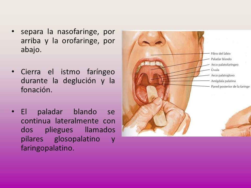 separa la nasofaringe, por arriba y la orofaringe, por abajo.