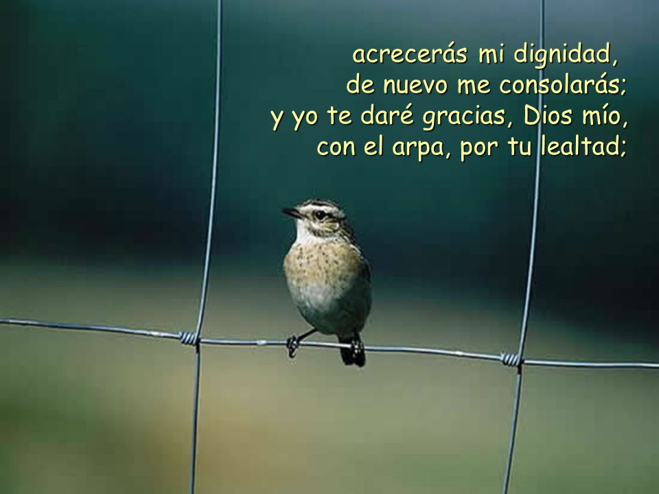 acrecerás mi dignidad, de nuevo me consolarás; y yo te daré gracias, Dios mío, con el arpa, por tu lealtad;