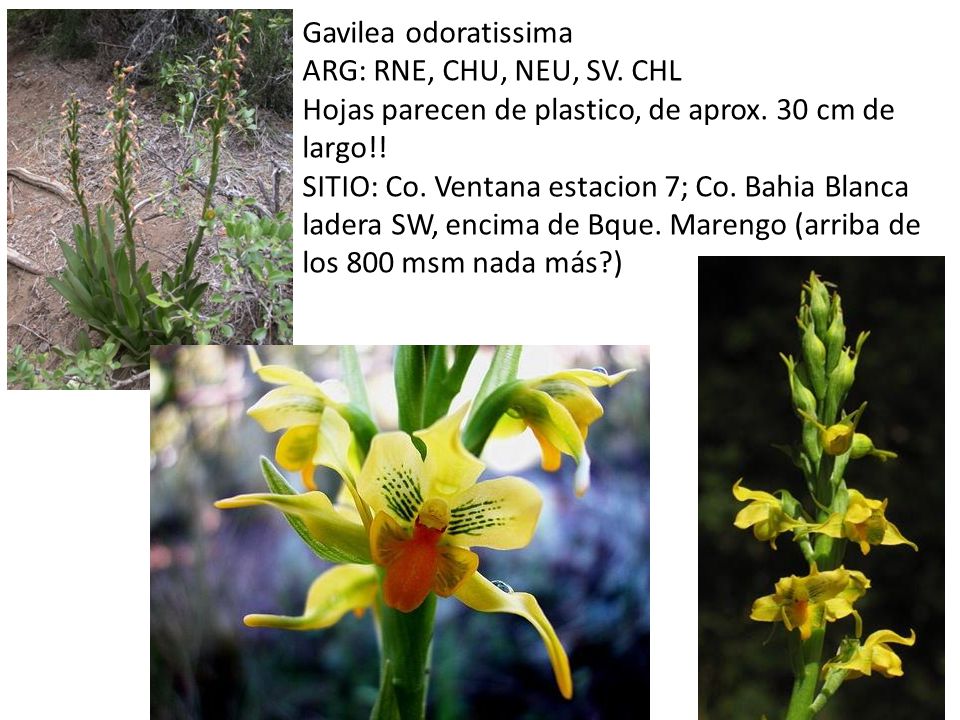 Gavilea odoratissima ARG: RNE, CHU, NEU, SV. CHL. Hojas parecen de plastico, de aprox. 30 cm de largo!!