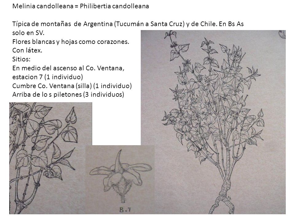 Melinia candolleana = Philibertia candolleana