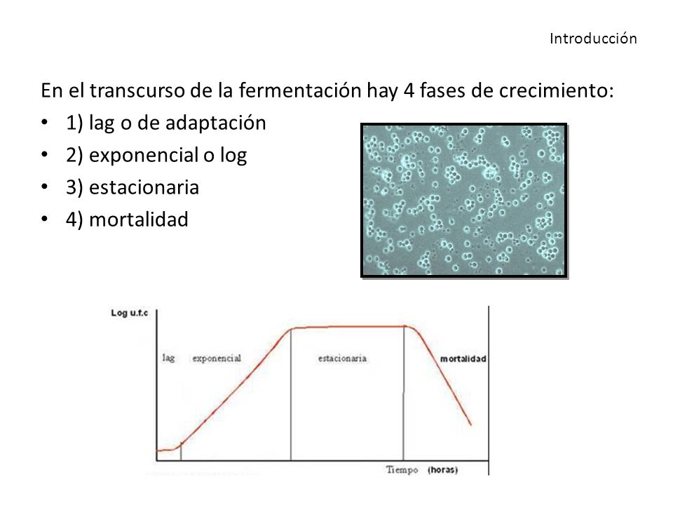 En el transcurso de la fermentación hay 4 fases de crecimiento: