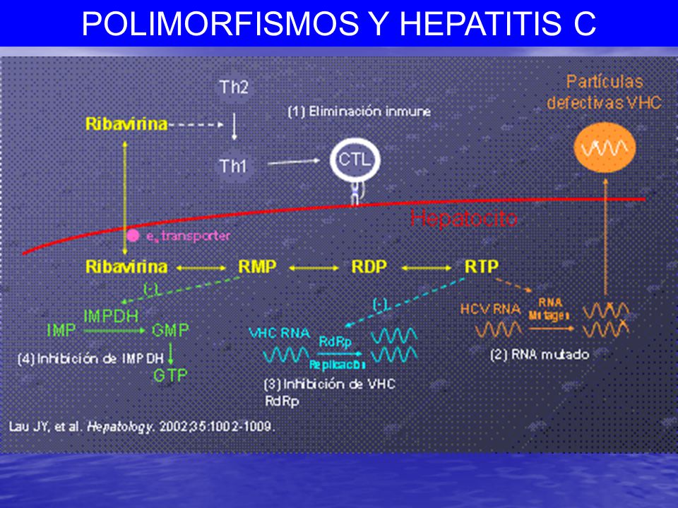 a ribavirina sufre un proceso de fosforilación en las célula infectada utilizando enzimas tisulares como la adenosin kinasa.