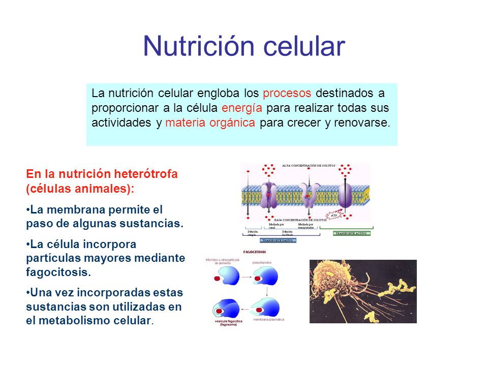 Nutrición celular