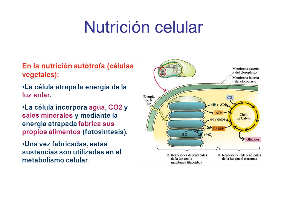 Nutrición celular En la nutrición autótrofa (células vegetales):
