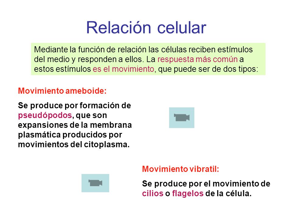 Relación celular